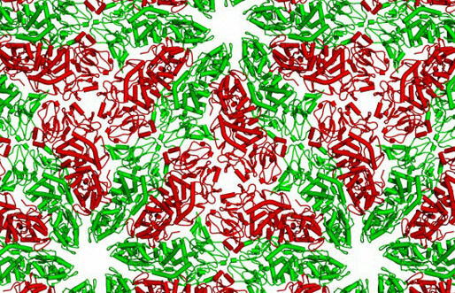 This looks like a Christmas decoration, but it’s actually the VP3 inner core protein of the bluetongue virus. The virus folds into two slightly different conformations, highlighted in green and red in this molecular model. These different structures fit together to form the symmetrical arrangement shown here.